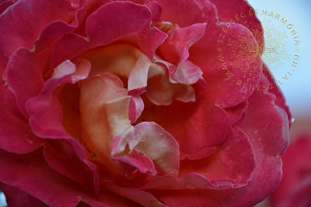 Az Anahakan-rózsa